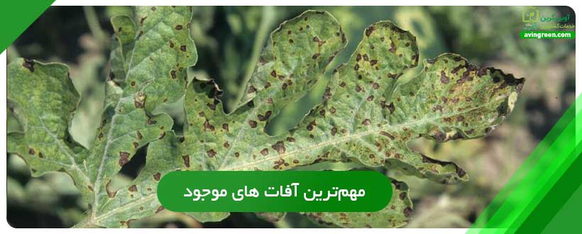 بیماری لکه روی برگ هندوانه