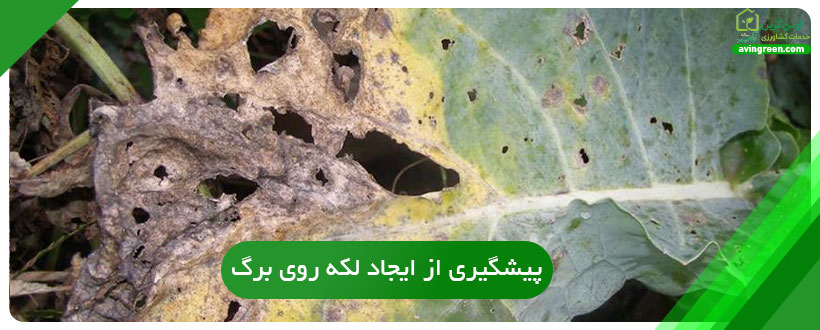پیشگیری از ایجاد لکه روی برگ گل کلم