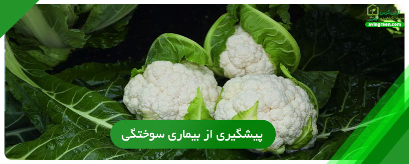 پیشگیری از بیماری سوختگی گلگاه گل کلم