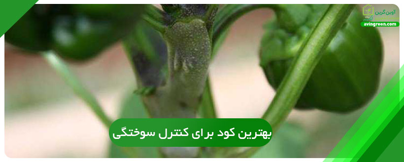 بهترین کود برای کنترل سوختگی فلفل