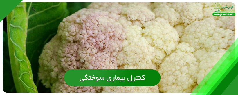 کنترل بیماری سوختگی گلگاه گل کلم