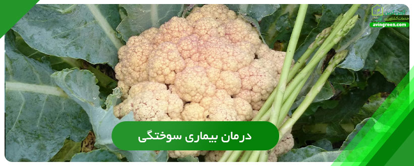 درمان بیماری سوختگی گلگاه گل کلم