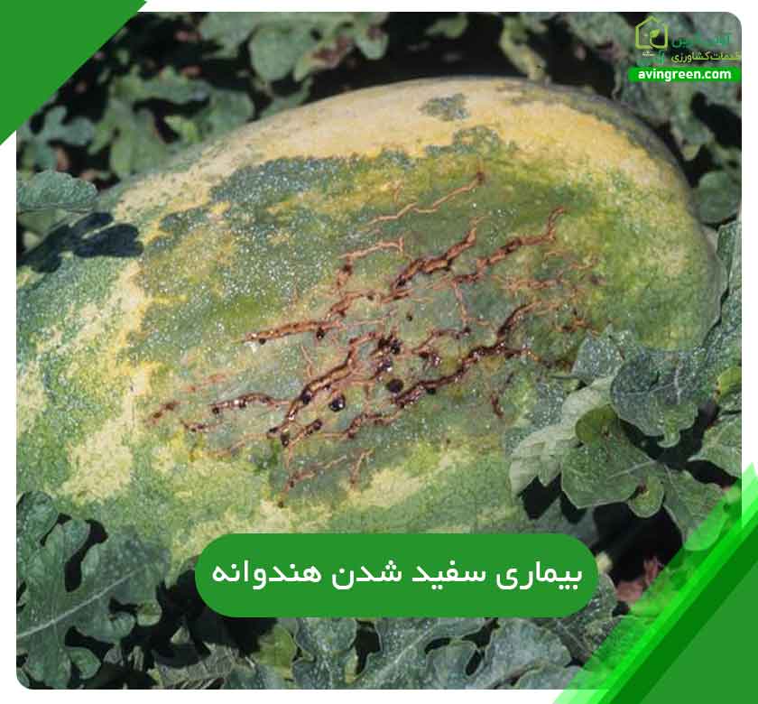 سفید شدن هندوانه