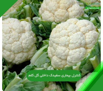 سفیدک داخلی گل کلم