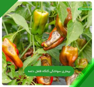 سوختگی گلگاه فلفل دلمه
