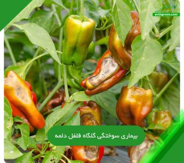 سوختگی گلگاه فلفل دلمه