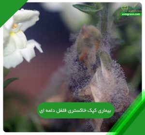 کپک خاکستری فلفل دلمه ای