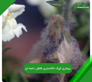کپک خاکستری فلفل دلمه ای