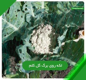 لکه روی برگ گل کلم