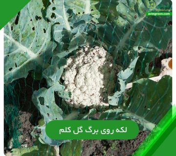 لکه روی برگ گل کلم