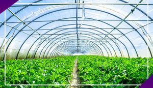 کشاورزی در امارات2024