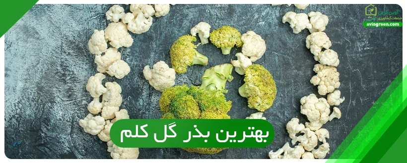  بهترین بذر گل کلم