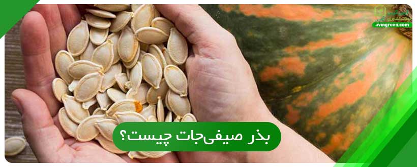 بذر صیفی‌جات چیست؟