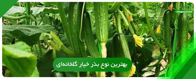 بهترین نوع بذر خیار گلخانه‌ای