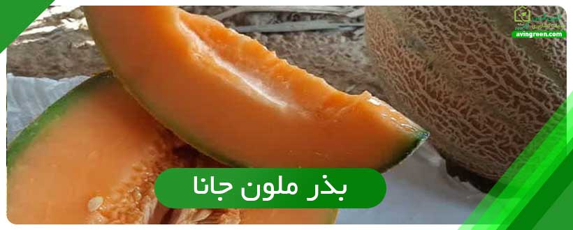 بذر ملون جانا