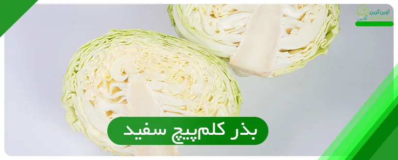 بذر کلم‌پیچ سفید