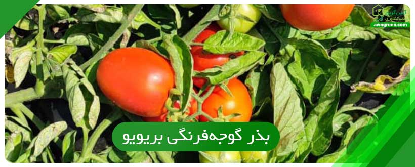 بذر گوجه‌فرنگی بریویو