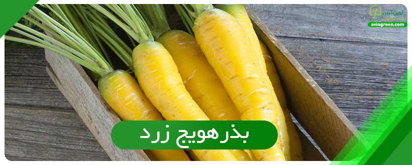 بذرهویج زرد