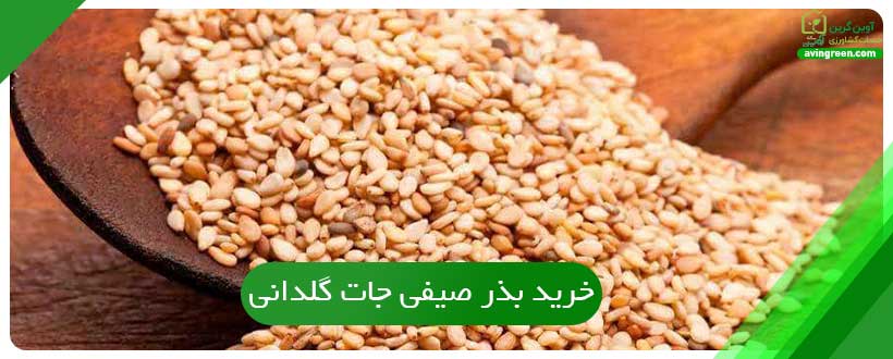 خرید بذر صیفی جات گلدانی