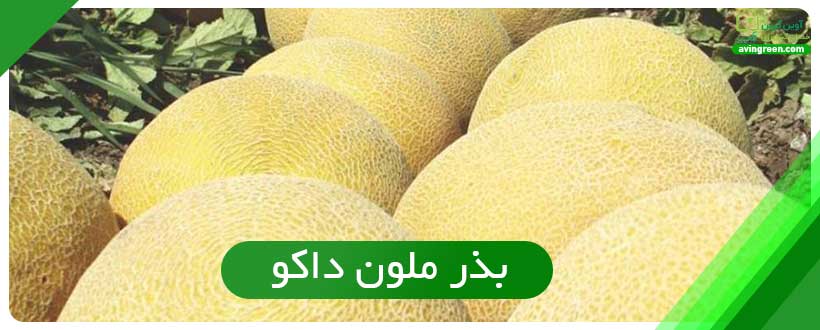بذر ملون داکو