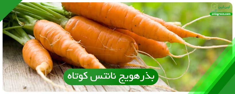 بذرهویج نانتس کوتاه