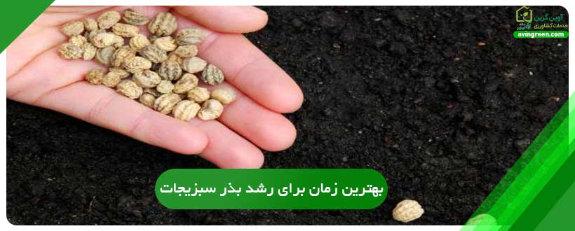 سبزیجات فصل گرم