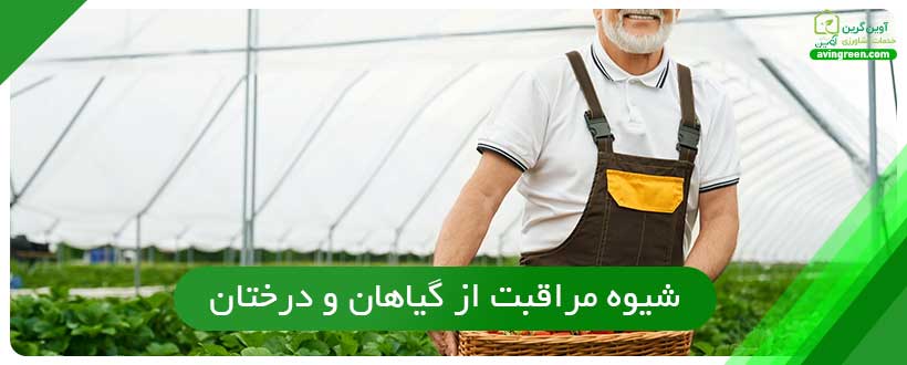 شیوه مراقبت از گیا‌هان و درختان