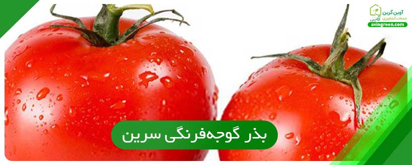 بذر گوجه‌فرنگی سرین