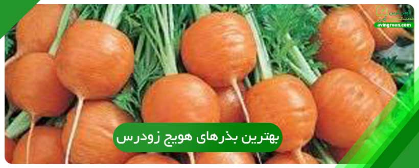بهترین بذرهای هویج زودرس کدام‌اند؟