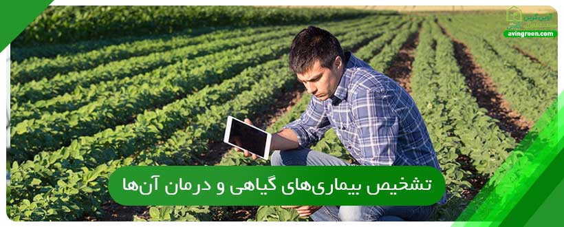 تشخیص بیماری‌های گیاهی و درمان آن‌‌ها