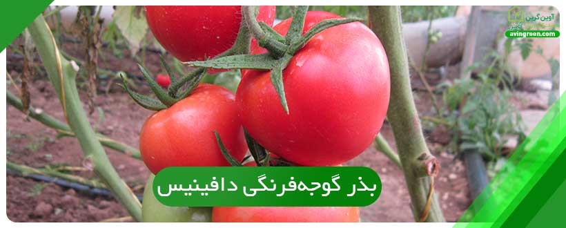 بذر گوجه‌فرنگی دافینیس