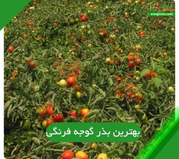 هترین بذر گوجه فرنگی