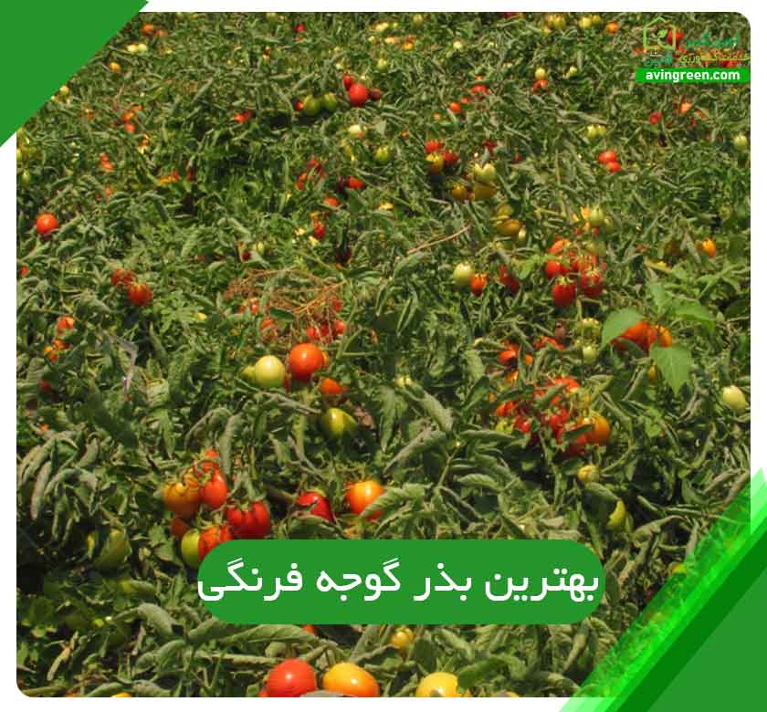 هترین بذر گوجه فرنگی