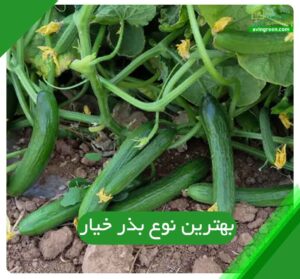 بهترین نوع بذر خیار