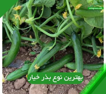 بهترین نوع بذر خیار