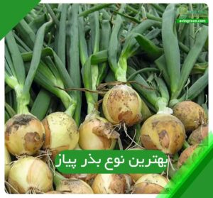 بهترین نوع بذر پیاز