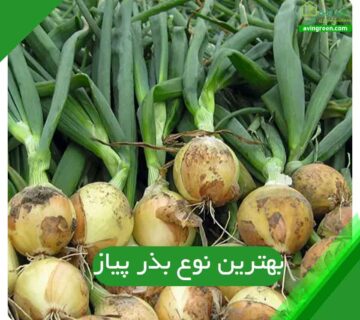 بهترین نوع بذر پیاز