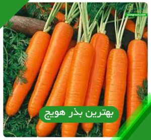 بهترین بذر هویج