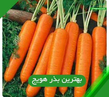 بهترین بذر هویج