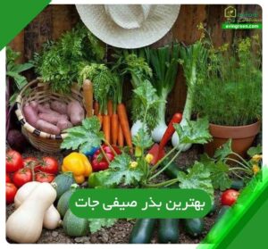 بهترین بذر صیفی جات