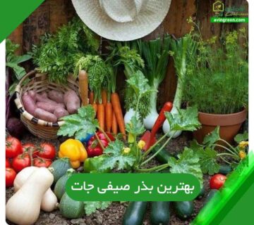 بهترین بذر صیفی جات
