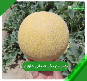 بهترین بذر ملون