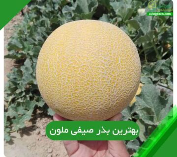 بهترین بذر ملون