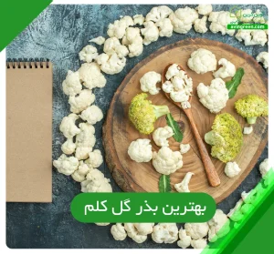 انتخاب بهترین بذر گل کلم