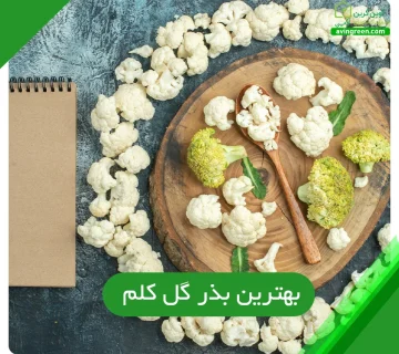 انتخاب بهترین بذر گل کلم