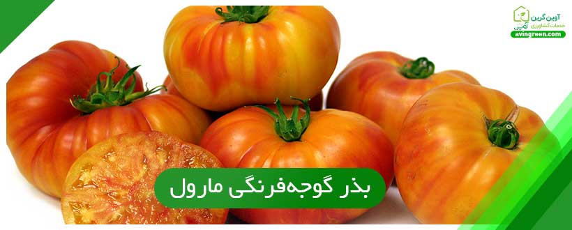 بذر گوجه‌فرنگی مارول