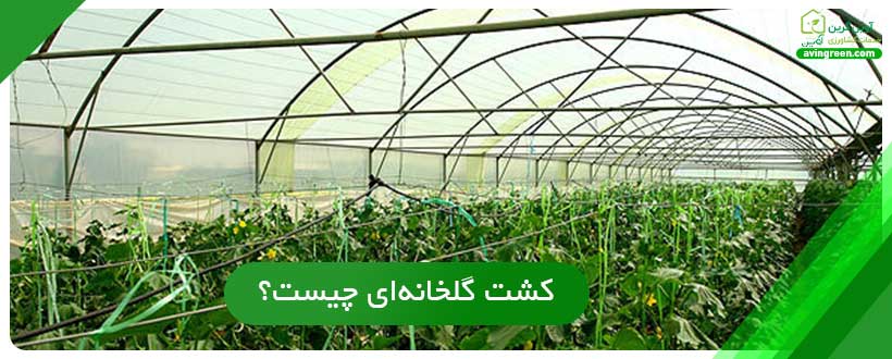 سودآورترین محصول گلخانه ای