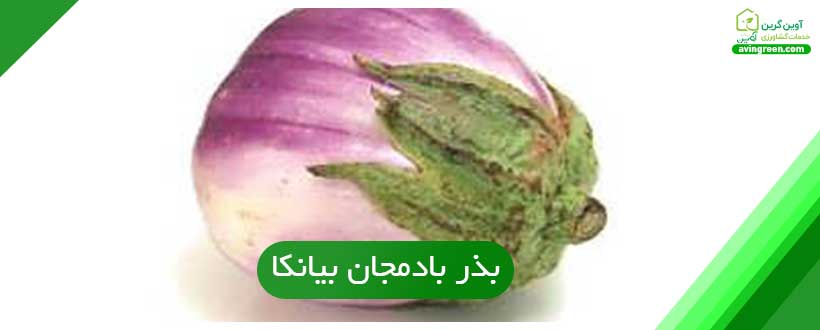 بذر بادمجان بیانکا