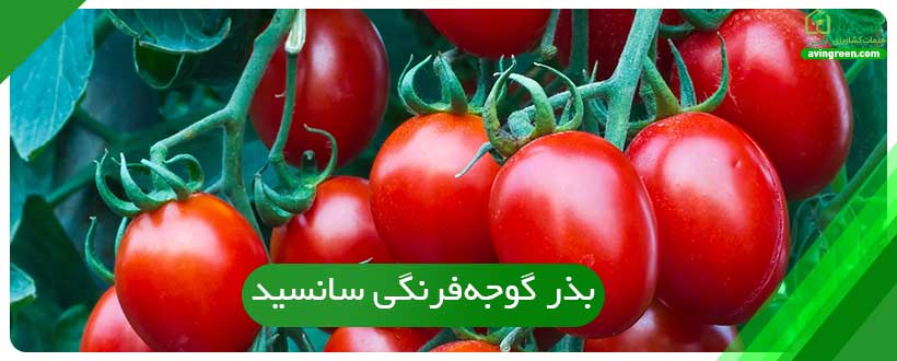 بذر گوجه‌فرنگی سانسید