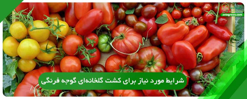 مشاوره کشت گوجه فرنگی